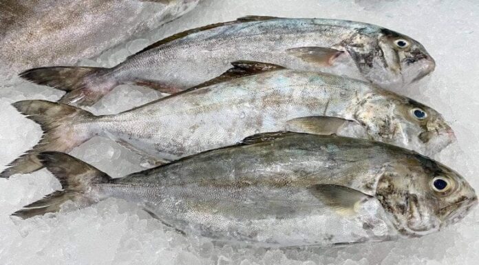 The Ultimate Gourmet Experience: A Culinary Adventure for the Discerning Foodie.