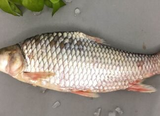 The Everyday Fish Transformed: Now a Luxury, Sold Out Despite Sky-High Prices