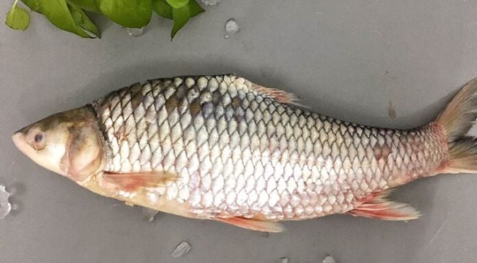 The Everyday Fish Transformed: Now a Luxury, Sold Out Despite Sky-High Prices