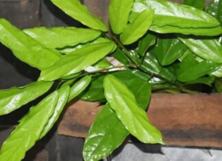 The Wild Shrub: A Foraged Delicacy with a Unique Flavor Profile that has Food Connoisseurs Going Wild.