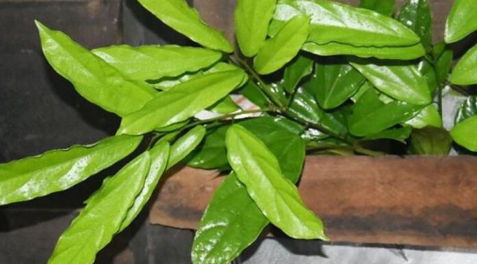 The Wild Shrub: A Foraged Delicacy with a Unique Flavor Profile that has Food Connoisseurs Going Wild.