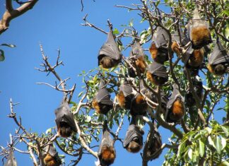 The Tasty Treat of Dong Nai: From a Forgotten Delicacy to a Famous Favorite with a Unique Flavor.