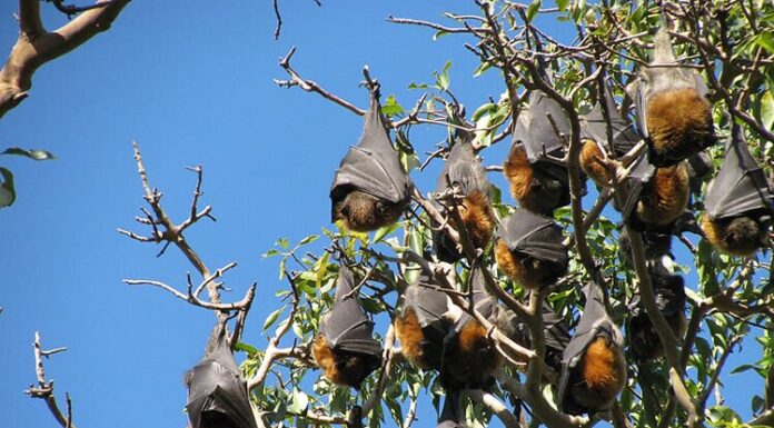 The Tasty Treat of Dong Nai: From a Forgotten Delicacy to a Famous Favorite with a Unique Flavor.