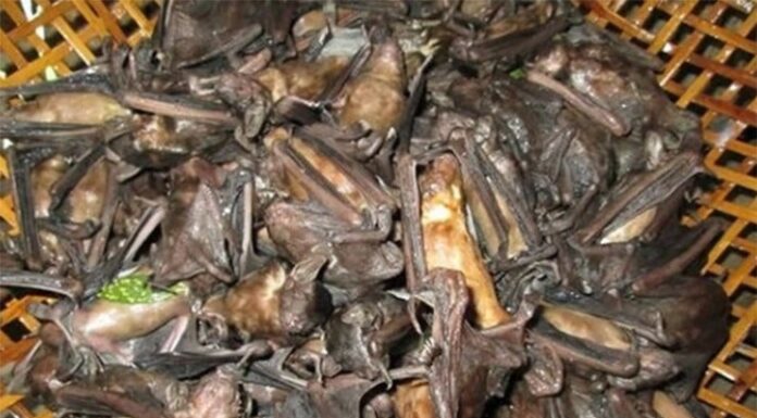 The ‘Oddity’ on the Menu: From Shunned to Savoured, This Dish is Now a Delicacy in Dong Nai