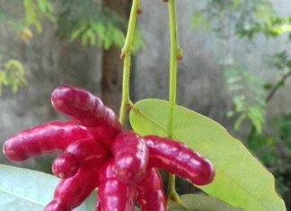 The Forgotten Fruit: Now a Culinary Sensation for Food Connoisseurs