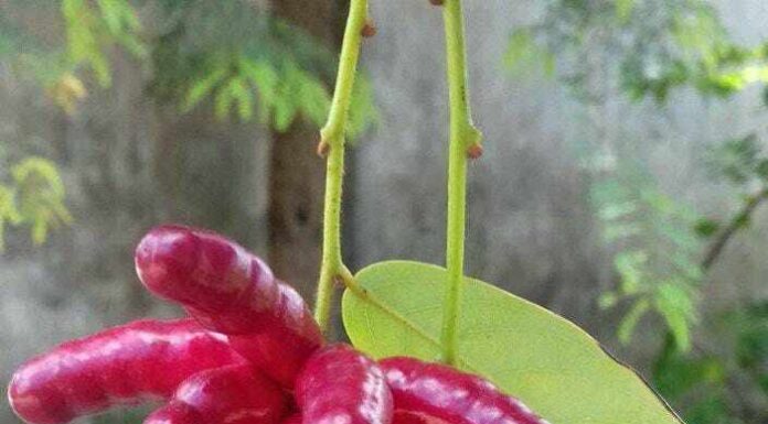 The Forgotten Fruit: Now a Culinary Sensation for Food Connoisseurs