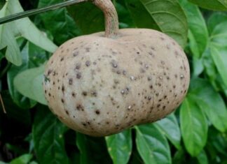 The Forgotten Fruit: A Tasty ‘Gem’ Worth Foraging For
