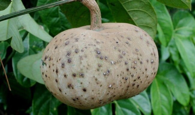 The Forgotten Fruit: A Tasty ‘Gem’ Worth Foraging For