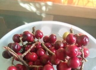 The Forgotten Wild Berry: A Tasty Tangy Treat