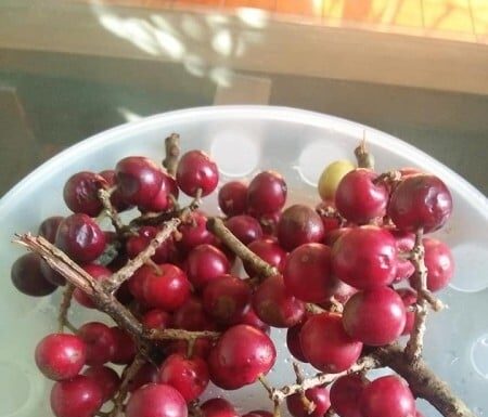 The Forgotten Wild Berry: A Tasty Tangy Treat