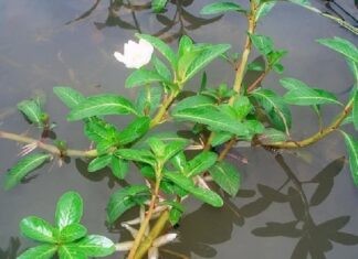 The Rainy Season’s Delicacy: A Wild ‘Water-Loving’ Treat That’s Worth the Hype