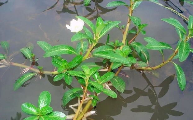The Rainy Season’s Delicacy: A Wild ‘Water-Loving’ Treat That’s Worth the Hype