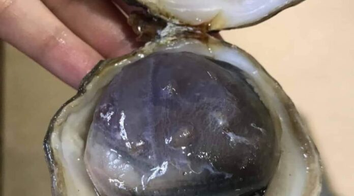 The Ultimate Male Vitality Boost: Vietnam’s Million-Dong ‘Wonder Drug’ Still in High Demand