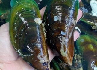 The Ultimate Culinary Adventure in Quang Tri: A Taste Sensation Like No Other