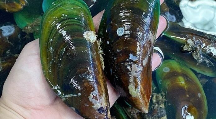 The Ultimate Culinary Adventure in Quang Tri: A Taste Sensation Like No Other