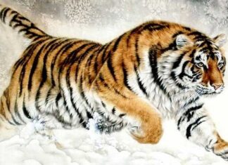 The Next 60 Days: 3 Zodiac Animals Set to Thrive – Wealth, Success and Prosperity Await