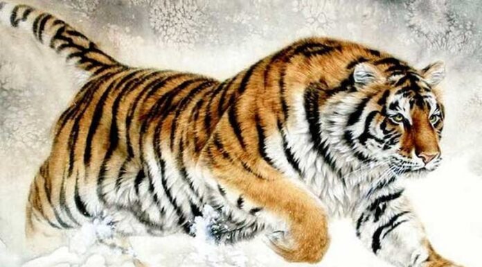 The Next 60 Days: 3 Zodiac Animals Set to Thrive – Wealth, Success and Prosperity Await