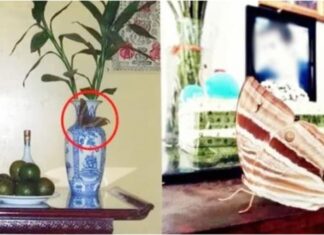 The Altar’s Omen: A Tale of Two Fortunes.