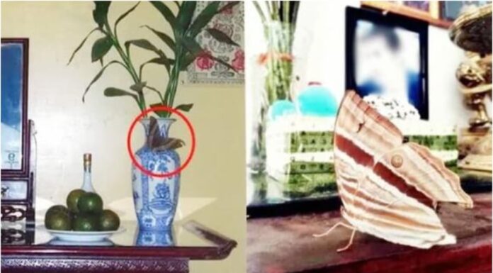 The Altar’s Omen: A Tale of Two Fortunes.