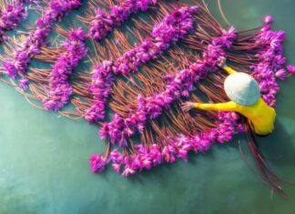 The Lotus Dance: A Breathtaking Spectacle in Long An During Flood Season