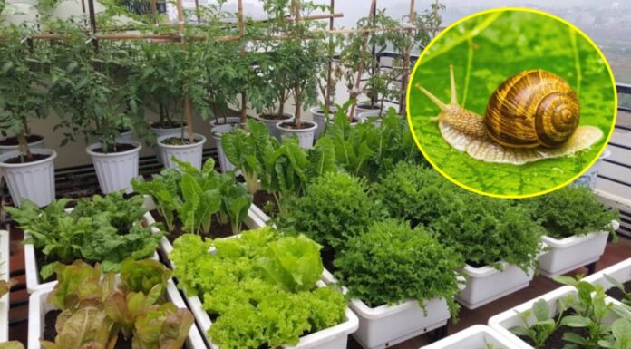 The Ultimate Guide to Getting Rid of Slugs: Safe, Effective and Cost-efficient Methods