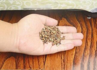 The Magic Under Your Bed: A Simple Peppercorn Trick You’ll Wish You Knew Earlier