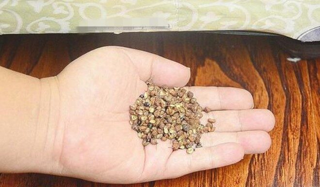 The Magic Under Your Bed: A Simple Peppercorn Trick You’ll Wish You Knew Earlier