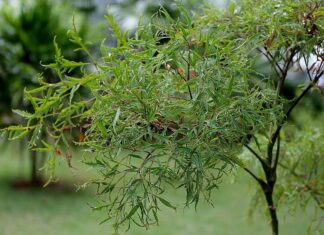 The Power of the Dinh Lang Plant: Unlocking Prosperity with Strategic Placement