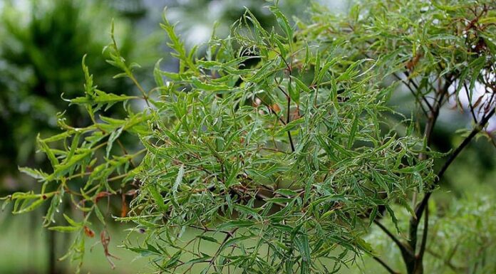 The Power of the Dinh Lang Plant: Unlocking Prosperity with Strategic Placement