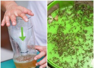 The Magic of Beer: Transforming Empty Bottles into Surprising Discoveries