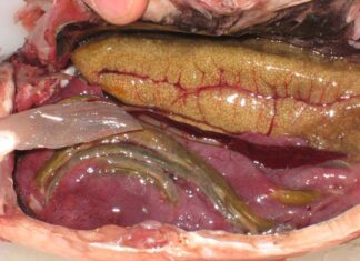 3 Delicious and Nutritious Fish Parts That You Shouldn’t Throw Away