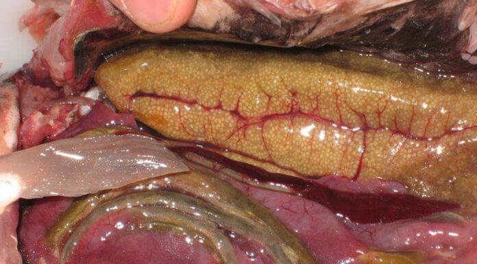 3 Delicious and Nutritious Fish Parts That You Shouldn’t Throw Away