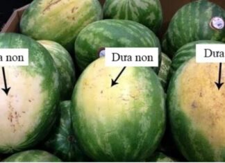 The Ultimate Guide to Picking the Perfect Watermelon: Unveiling the Secrets of a Master Vendor.