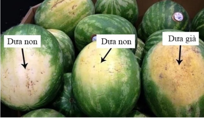 The Ultimate Guide to Picking the Perfect Watermelon: Unveiling the Secrets of a Master Vendor.