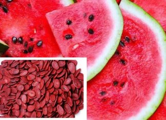 “Watermelon Seeds: Nature’s Beauty Secret for Skin and Hair”