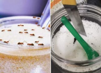 The Ultimate Guide: Keep Ants Away from Your Sugar Jar with a Spoon