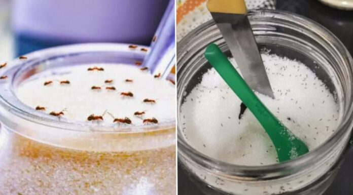 The Ultimate Guide: Keep Ants Away from Your Sugar Jar with a Spoon