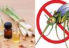 8 Mosquito-Repelling Plants That Are Easy to Grow at Home