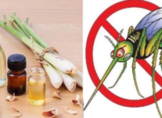 8 Mosquito-Repelling Plants That Are Easy to Grow at Home