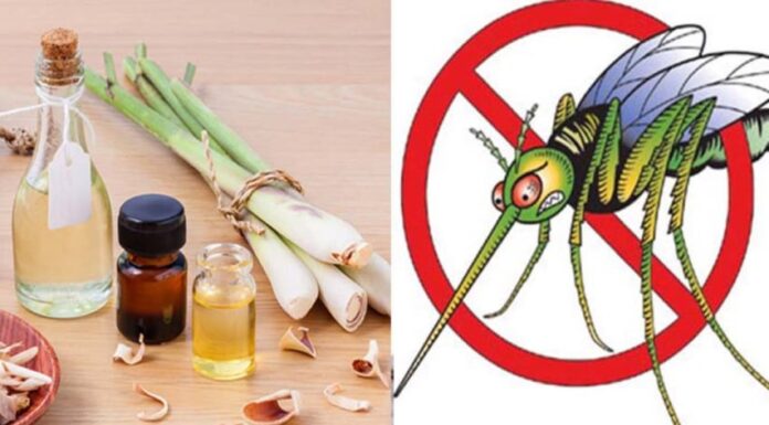 8 Mosquito-Repelling Plants That Are Easy to Grow at Home