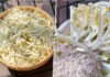 “The Ultimate Guide to Growing Bean Sprouts: No Watering Needed”