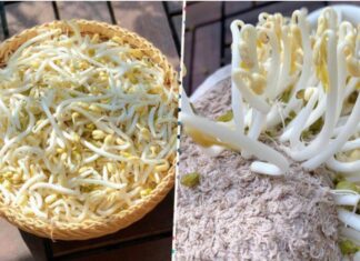 “The Ultimate Guide to Growing Bean Sprouts: No Watering Needed”