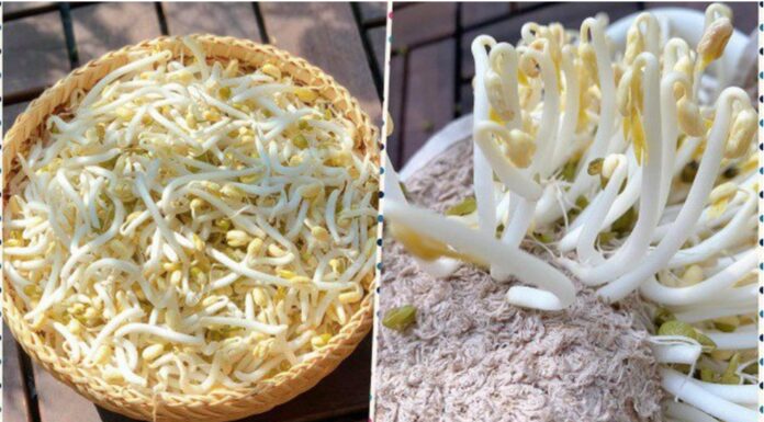 “The Ultimate Guide to Growing Bean Sprouts: No Watering Needed”
