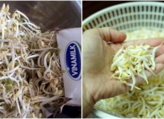 “The Ultimate Guide to Sprouting Beans: Grow Your Own Crisp, Healthy Shoots”