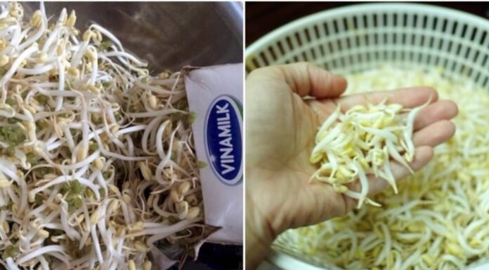 “The Ultimate Guide to Sprouting Beans: Grow Your Own Crisp, Healthy Shoots”