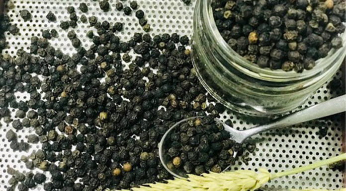 Today’s Pepper Prices, August 31st: Domestic Stability Maintains at Peak of 78,000 VND/kg