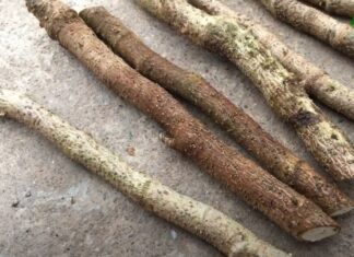 “The Ultimate Guide to Growing a Thriving Eleuthero Plant at Home: Branching Out for Bigger Roots”