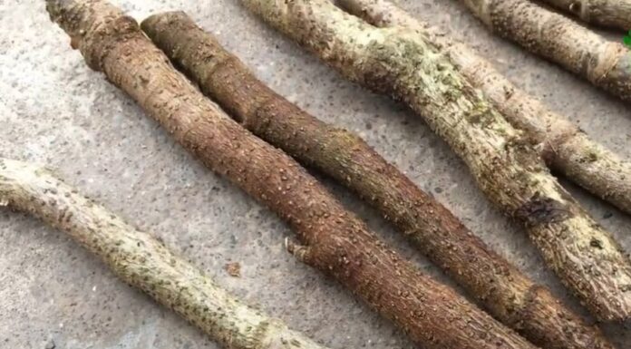 “The Ultimate Guide to Growing a Thriving Eleuthero Plant at Home: Branching Out for Bigger Roots”