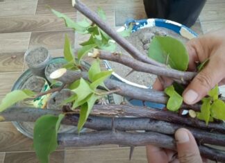 The Magic of Propagating Bougainvillea: Secrets to Fast-Growing, Flourishing Vines Without Breaking the Bank