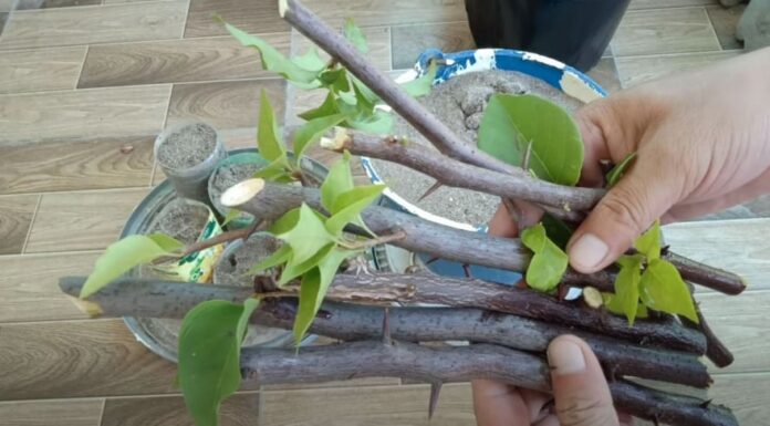 The Magic of Propagating Bougainvillea: Secrets to Fast-Growing, Flourishing Vines Without Breaking the Bank